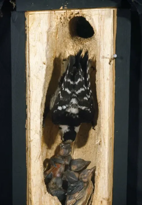 Framed Print : Lesser-spotted Woodpecker - cross section of tree into nest with adult feeding young Framed Print : Lesser-spotted Woodpecker - cross section of tree into nest with adult feeding young