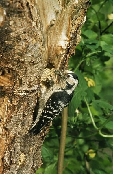 Lesser Spotted Woodpecker - female