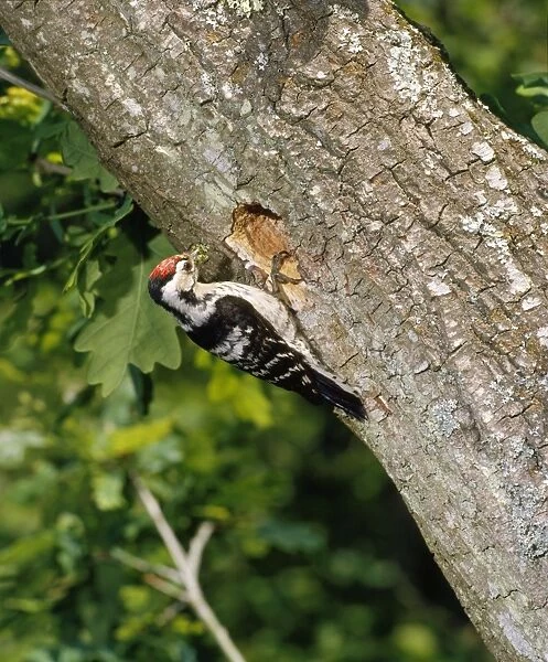 Lesser Spotted Woodpecker - male at nest in Oak tree. Sussex UK