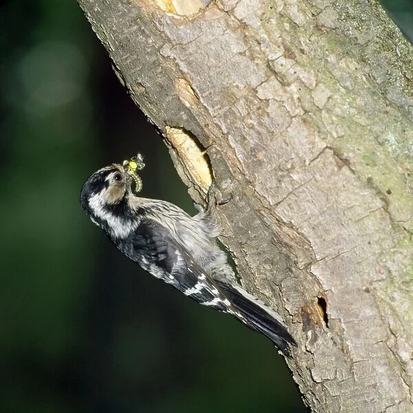 Lesser Spotted Woodpecker - at nest hole with food