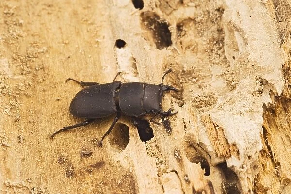 Lesser Stag Beetle - on rotting timber Bedfordshire UK 003238