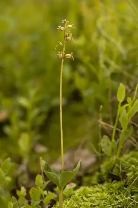 Framed Print : Lesser twayblade orchid (Listera cordata); Scotland Framed Print : Lesser twayblade orchid (Listera cordata); Scotland