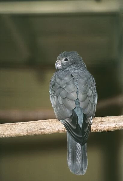 Lesser Vasa  /  Black Parrot - on perch