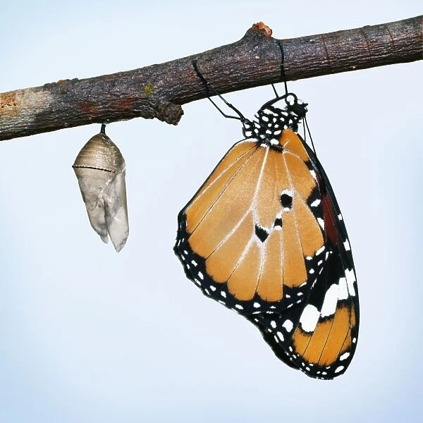 Lesser Wanderer  /  African Monarch  /  Golden Daniid  /  Plain Tiger Butterfly. emerging from chrysalis. Sequence 5 of 5