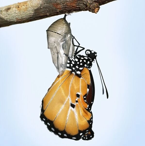 Lesser Wanderer  /  African Monarch  /  Golden Daniid  /  Plain Tiger Butterfly. emerging from chrysalis. Sequence 4 of 5