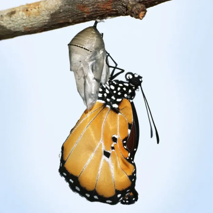 Framed Print : Lesser Wanderer / African Monarch / Golden Daniid / Plain Tiger Butterfly. emerging from chrysalis. Sequence 4 of 5 Framed Print : Lesser Wanderer / African Monarch / Golden Daniid / Plain Tiger Butterfly. emerging from chrysalis. Sequence 4 of 5