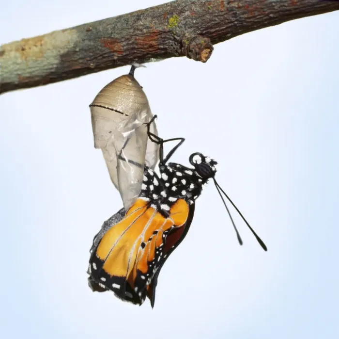 Framed Print : Lesser Wanderer / African Monarch / Golden Daniid / Plain Tiger Butterfly. emerging from chrysalis. Sequence 3 of 5 Framed Print : Lesser Wanderer / African Monarch / Golden Daniid / Plain Tiger Butterfly. emerging from chrysalis. Sequence 3 of 5