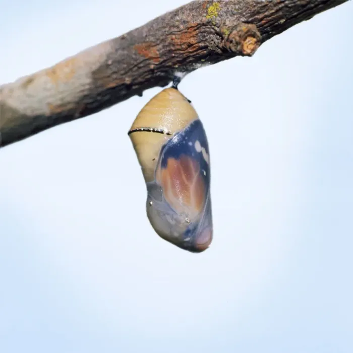 Framed Print : Lesser Wanderer / African Monarch / Golden Daniid / Plain Tiger Butterfly. emerging from chrysalis. Sequence 1 of 5 Framed Print : Lesser Wanderer / African Monarch / Golden Daniid / Plain Tiger Butterfly. emerging from chrysalis. Sequence 1 of 5