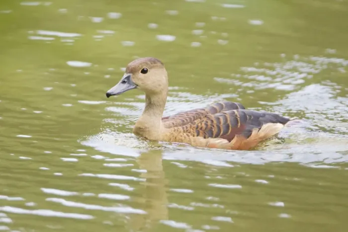 Framed Print : Lesser Whistling Duck - Chinese Garden - Singapore Framed Print : Lesser Whistling Duck - Chinese Garden - Singapore