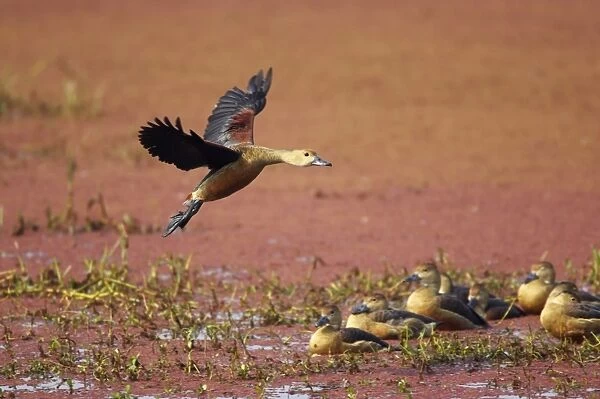 Lesser Whistling Duck - coming in to land on marshland - Keoladeo Ghana National Park - Bharatpur - Rajasthan - India BI017845