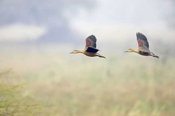 Lesser Whistling Duck - in flight - Keoladeo Ghana National Park - Bharatpur Rajasthan - India BI017809