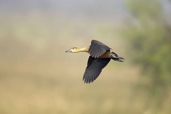 Lesser Whistling Duck - in flight - Keoladeo Ghana National Park - Bharatpur - Rajasthan - India BI017831