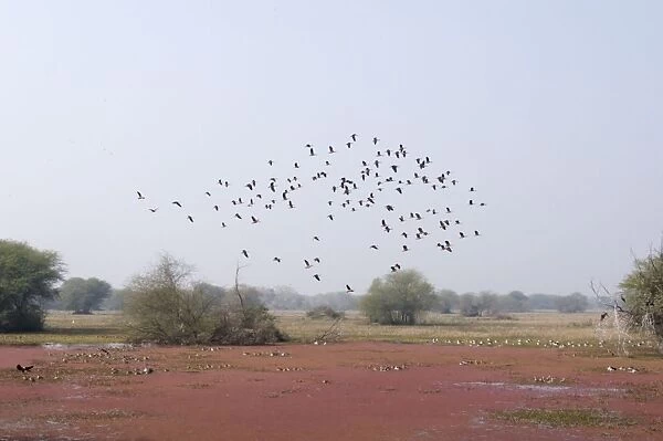 Lesser Whistling Duck - in flight above marsh - Keoladeo Ghana National Park - Bharatpur - Rajasthan - India BI017855