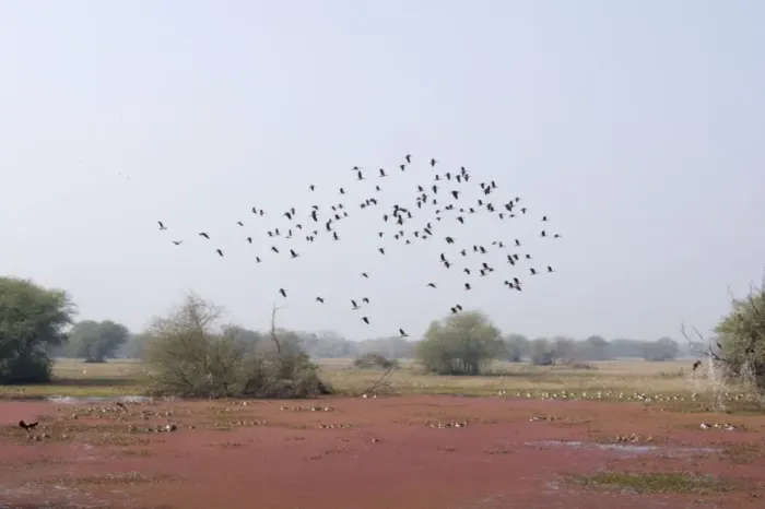 Framed Print : Lesser Whistling Duck - in flight above marsh - Keoladeo Ghana National Park - Bharatpur - Rajasthan - India BI017855 Framed Print : Lesser Whistling Duck - in flight above marsh - Keoladeo Ghana National Park - Bharatpur - Rajasthan - India BI017855