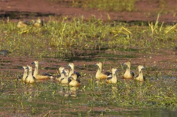 Lesser Whistling Duck - in water on marshland - Keoladeo Ghana National Park - Bharatpur - Rajasthan - India BI017853