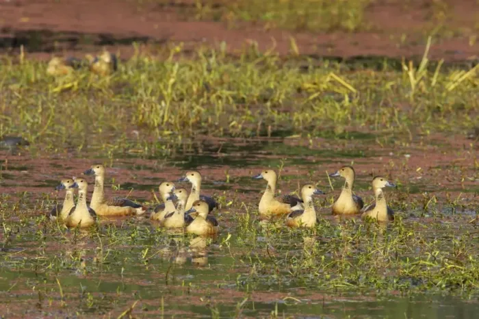 Framed Print : Lesser Whistling Duck - in water on marshland - Keoladeo Ghana National Park - Bharatpur - Rajasthan - India BI017853 Framed Print : Lesser Whistling Duck - in water on marshland - Keoladeo Ghana National Park - Bharatpur - Rajasthan - India BI017853