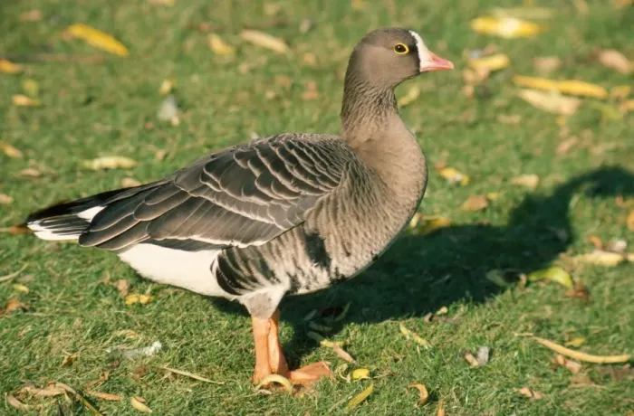 Framed Print : Lesser White Fronted Goose Framed Print : Lesser White Fronted Goose