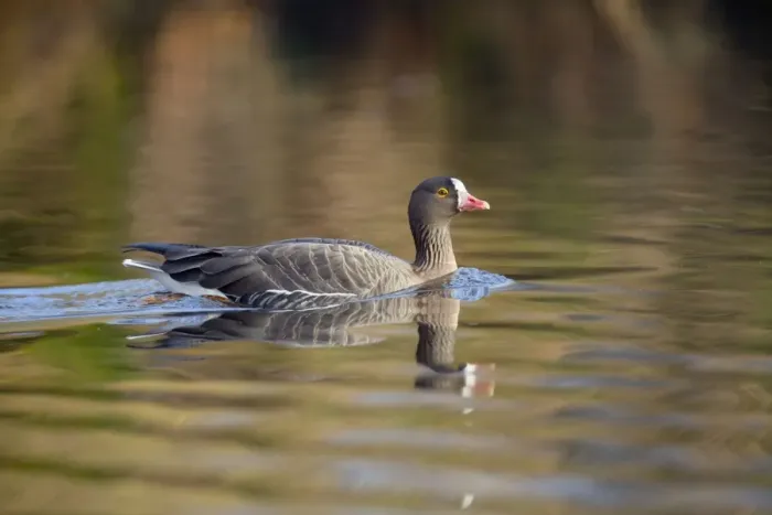 Framed Print : Lesser White Fronted Goose - in winter - UK Framed Print : Lesser White Fronted Goose - in winter - UK
