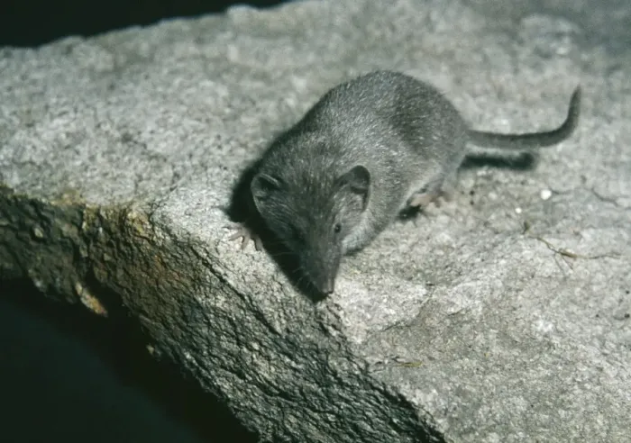 Framed Print : Lesser White Toothed / Scilly Shrew Europe and Scilly Isles Framed Print : Lesser White Toothed / Scilly Shrew Europe and Scilly Isles