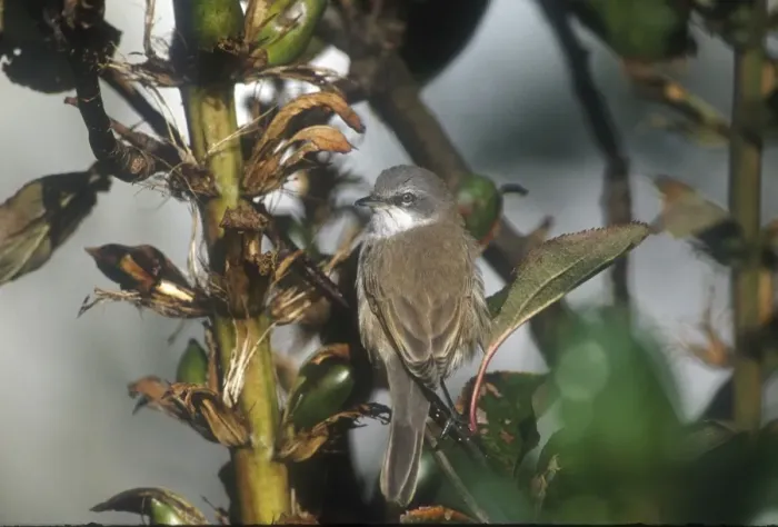 Framed Print : Lesser Whitethroat - October Isles of Scilly