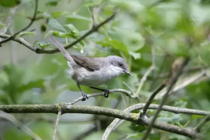 Framed Print : Lesser Whitethroat - perched on branch of bush in garden - lower Saxony - Germany Framed Print : Lesser Whitethroat - perched on branch of bush in garden - lower Saxony - Germany