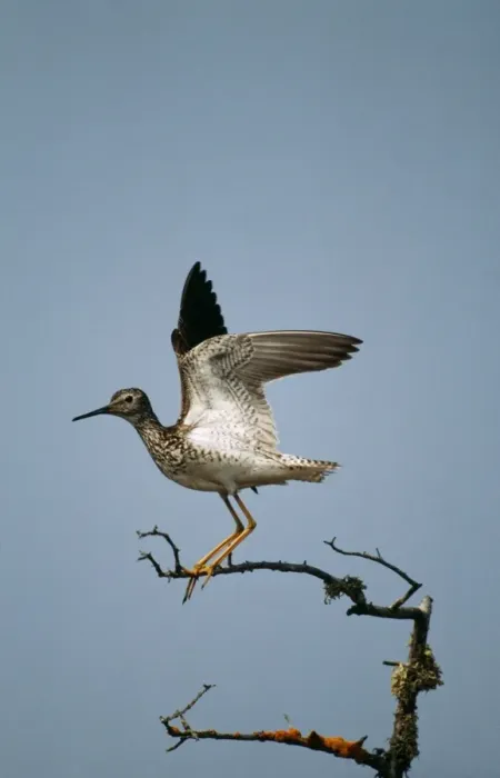 Framed Print : Lesser Yellowlegs Framed Print : Lesser Yellowlegs