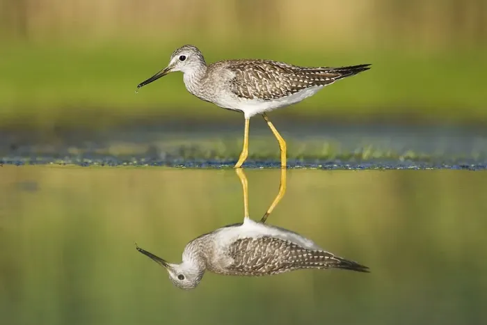 Framed Print : Lesser Yellowlegs - in August at Jamaica Bay NWR - NY - USA
