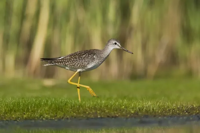 Framed Print : Lesser Yellowlegs - in August at Jamaica Bay NWR - NY - USA Framed Print : Lesser Yellowlegs - in August at Jamaica Bay NWR - NY - USA