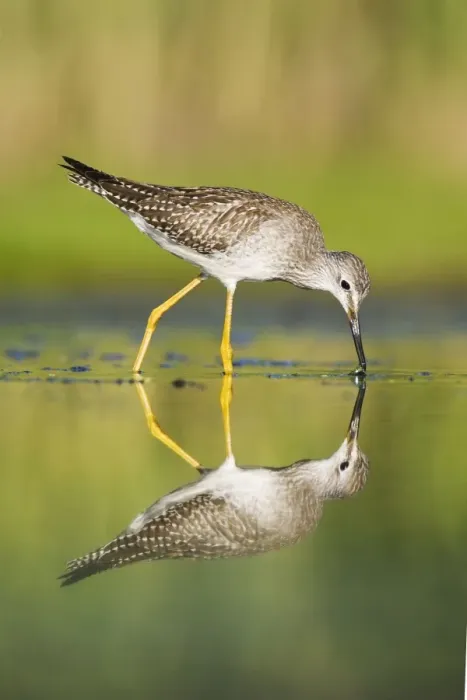 Framed Print : Lesser Yellowlegs - in August at Jamaica Bay NWR - NY - USA