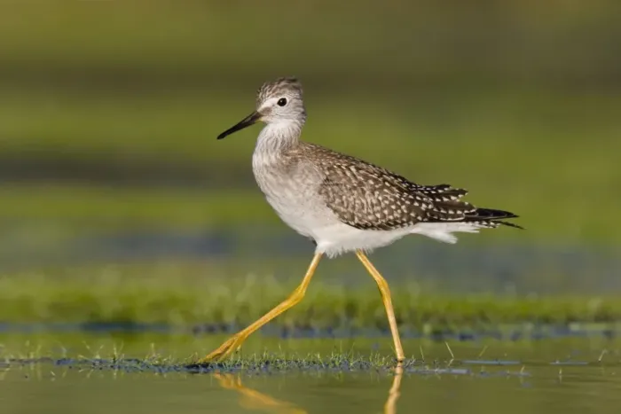 Framed Print : Lesser Yellowlegs, at Jamaica Bay NWR, NY in September. USA Framed Print : Lesser Yellowlegs, at Jamaica Bay NWR, NY in September. USA