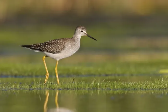 Framed Print : Lesser Yellowlegs - at Jamaica Bay NWR, NY in September. USA Framed Print : Lesser Yellowlegs - at Jamaica Bay NWR, NY in September. USA