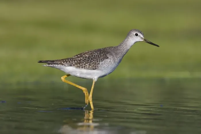 Framed Print : Lesser Yellowlegs - at Jamaica Bay NWR, NY in September. USA Framed Print : Lesser Yellowlegs - at Jamaica Bay NWR, NY in September. USA