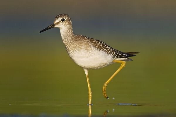 Lesser Yellowlegs - at Jamaica Bay Refuge in Queens NY in August. USA