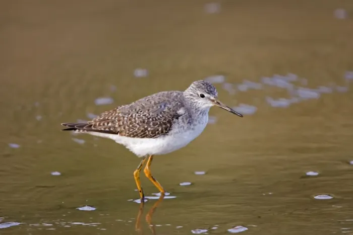 Framed Print : Lesser Yellowlegs - Standing in shallow water - January - North Norfolk - UK Framed Print : Lesser Yellowlegs - Standing in shallow water - January - North Norfolk - UK