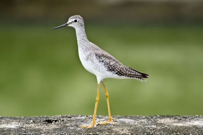 Framed Print : Lesser Yellowlegs - on stone surface - water treatment plant - Trinidad Framed Print : Lesser Yellowlegs - on stone surface - water treatment plant - Trinidad