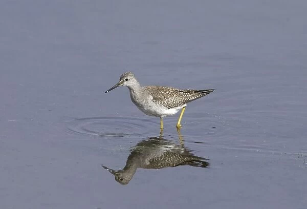 Lesser Yellowlegs - vagrant - Isles of Scilly - October