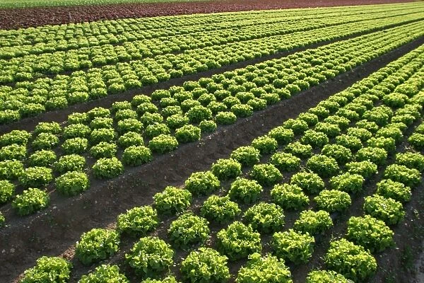 Lettuce Field Montesson, France
