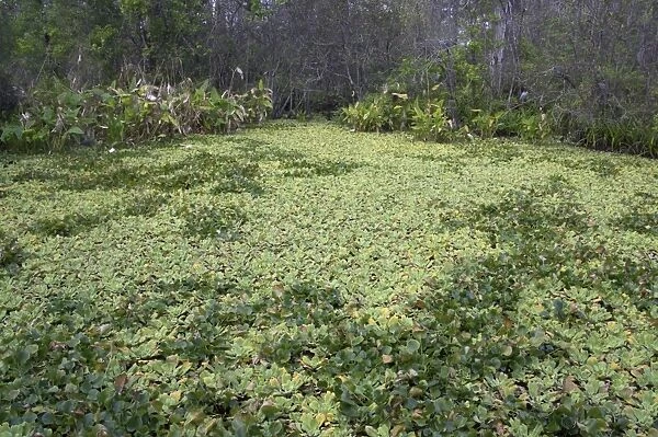 Lettuce lake, Corkscrew Swamp Sanctuary, Forida, USA LA000032