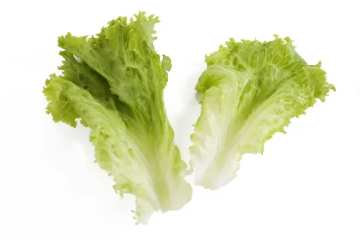 Framed Print : Lettuce - in studio Framed Print : Lettuce - in studio