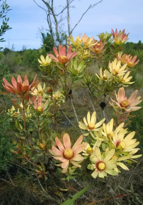 Framed Print : Leucadendron sessile - in flower in the Fynbos region of the Western Cape Province, South Africa Framed Print : Leucadendron sessile - in flower in the Fynbos region of the Western Cape Province, South Africa