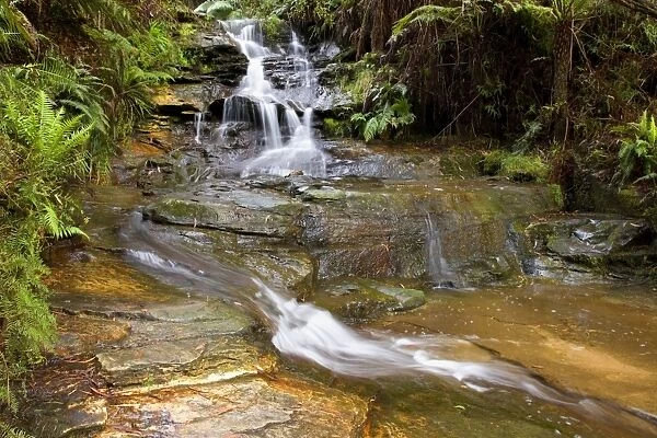 Leura cascades - beautiful waterfall rushes down over moss-covered rocks, surrounded by lush vegetation of mostly ferns - Leura Cascades, Blue Mountains National Park, New South Wales, Australia