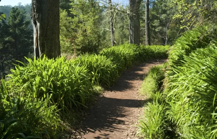 Framed Print : Levada lined with Agapanthus. This levada is named locally as Paradise Valley mostly because of the Agapanthus, which lines the route quite extensively, and must be a spectacular sight in May. Levada Camacha to Vale Paraiso. Madeira. Feb Framed Print : Levada lined with Agapanthus. This levada is named locally as Paradise Valley mostly because of the Agapanthus, which lines the route quite extensively, and must be a spectacular sight in May. Levada Camacha to Vale Paraiso. Madeira. Feb