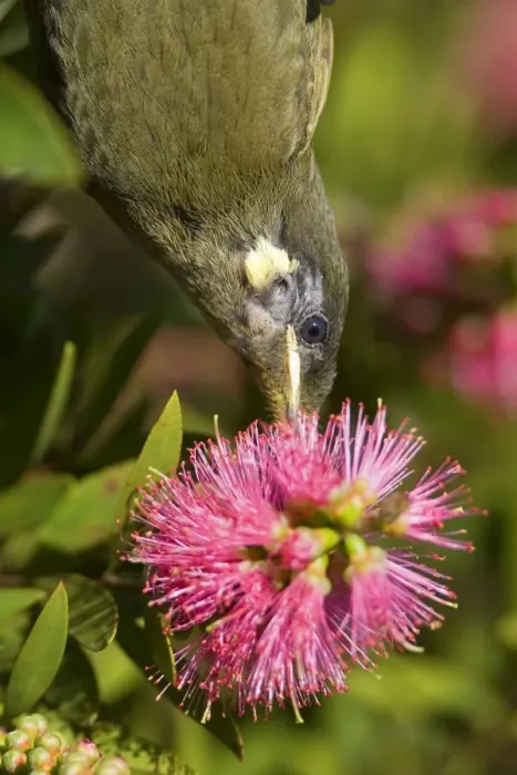 Framed Print : Lewin's Honeyeater - portrait of an adult hanging upside down sucking nectar from a Bottle Brush blossom - Lamington National Park, Central Eastern Australian Rainforest World Heritage Area, Queensland, Australia Framed Print : Lewin's Honeyeater - portrait of an adult hanging upside down sucking nectar from a Bottle Brush blossom - Lamington National Park, Central Eastern Australian Rainforest World Heritage Area, Queensland, Australia