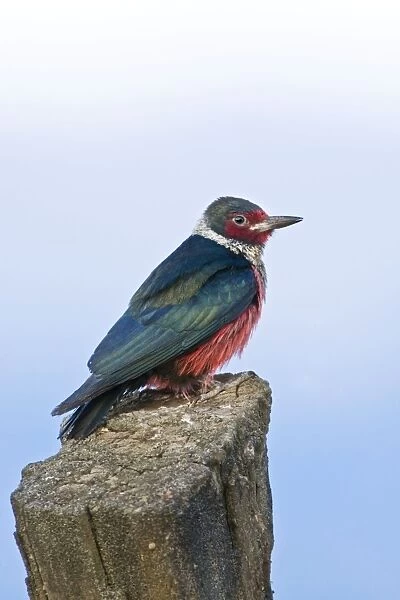 Lewis's Woodpecker, Melanerpes lewis. Washington in July