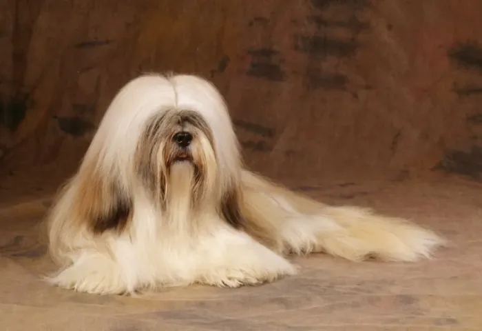 Framed Print : Lhasa Apso Dog JD 10578 © John Daniels / ARDEA LONDON Framed Print : Lhasa Apso Dog JD 10578 © John Daniels / ARDEA LONDON