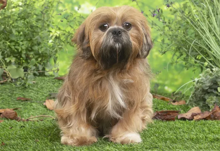 Framed Print : LHASSA APSO Framed Print : LHASSA APSO