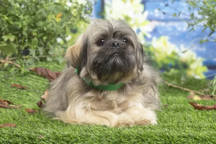 Framed Print : LHASSA APSO Framed Print : LHASSA APSO
