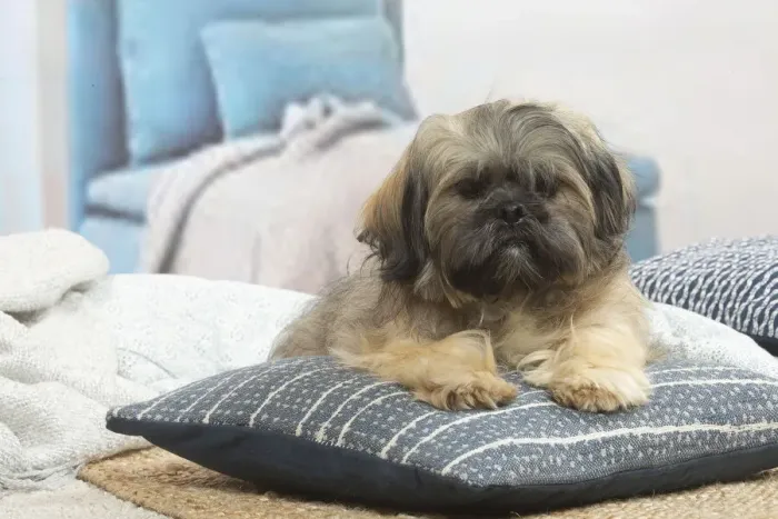 Framed Print : LHASSA APSO Framed Print : LHASSA APSO
