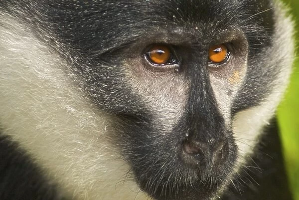 L'hoest's Monkey - Nyungwe - Rwanda - Africa