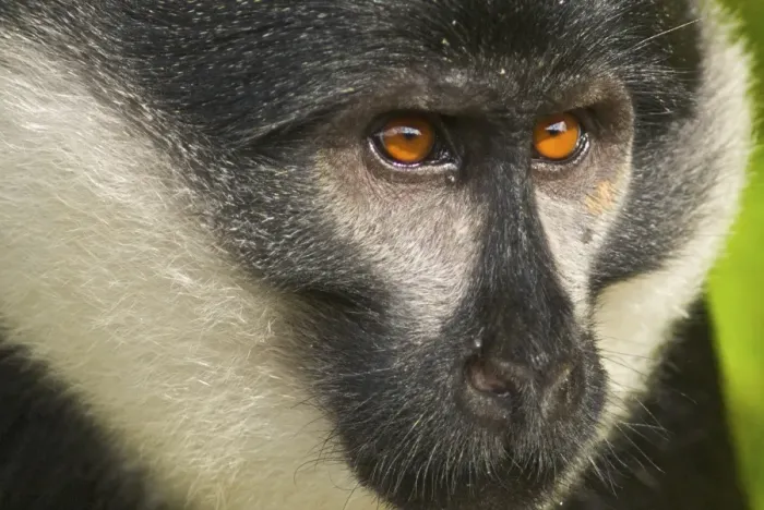 Framed Print : L'hoest's Monkey - Nyungwe - Rwanda - Africa Framed Print : L'hoest's Monkey - Nyungwe - Rwanda - Africa